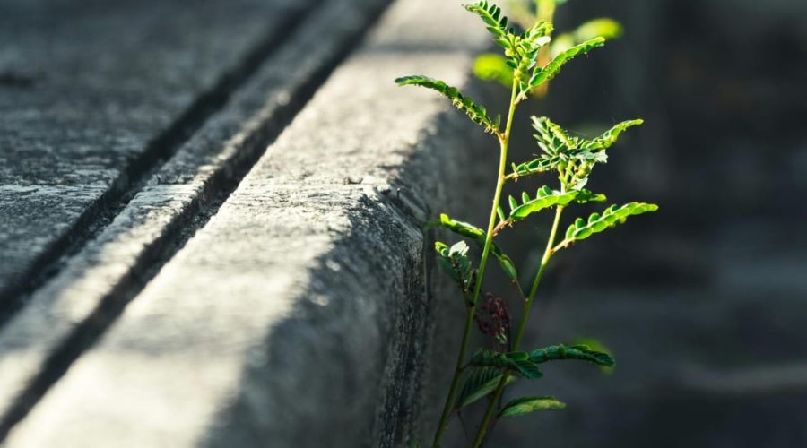 Resiliência Feminina: A Força Invisível que Sustenta a Mulher Empreendedora 🌸